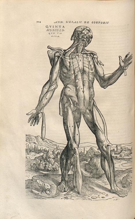 Zdjęcie nr 7 (21)
                                	                             Andreas Vesalius, De humani corporis fabrica libri VII ; Bazylea, Ioannes Oporinus, 1555. 2o
                            
